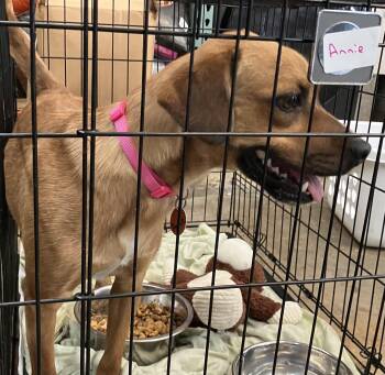 Annie -  Mixed Breed Dog for Adoption in Parma, Ohio - Annie | PetCurious