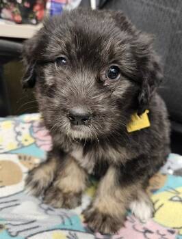 German Shepherd Dog and Australian Shepherd Dogs Available for Adoption in St. Louis, Missouri - SHERRY | PetCurious