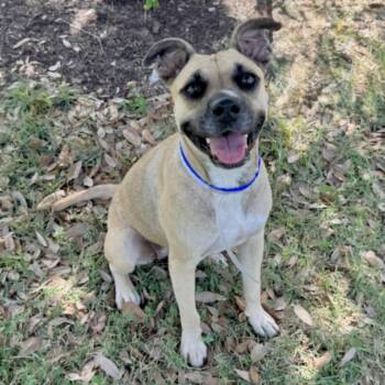 TAMMY -  Black Mouth Cur and Mixed Breed Dog for Adoption in Houston, Texas - TAMMY | PetCurious