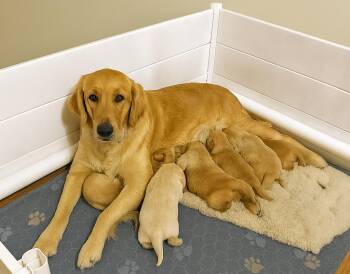 Rescue Golden Retriever Dogs for Adoption in Crown Point, Indiana - Golden Puppies | PetCurious