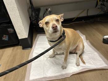 Chihuahua and Mixed Breed Dogs Available for Adoption - HEFFALUMP | PetCurious