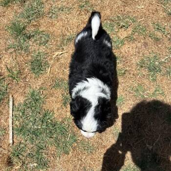 Border Collie and Collie Dogs Available for Adoption in San Diego, California - PADME | PetCurious