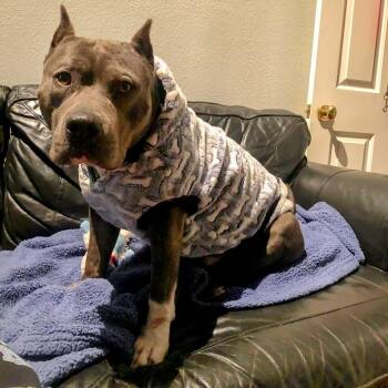 Rescue American Staffordshire Terrier and Mixed Breed Dogs for Adoption in Houston, Texas - Waldo | PetCurious