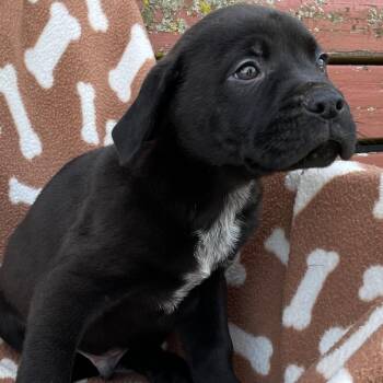 Cane Corso Dogs Available for Adoption in Lincoln University, Pennsylvania - Bane | PetCurious
