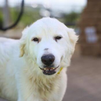 WHITEY -  Great Pyrenees Dog for Adoption in San Antonio, Texas - WHITEY | PetCurious