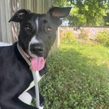 Rescue Border Collie Dogs for Adoption in Martinsville, Indiana - Agatha Row | PetCurious