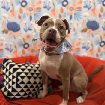 Pit Bull Terrier Dogs Available for Adoption - Atari Oliver | PetCurious