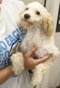 Doodle -  Poodle Dog for Adoption in Dawson, Georgia - Doodle | PetCurious