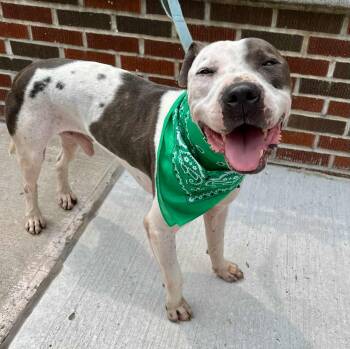 Rescue Pit Bull Terrier Dogs for Adoption in New York, New York - ROCKY | PetCurious