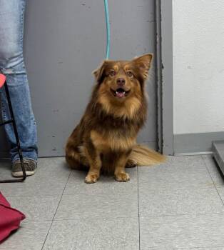 Australian Shepherd Dogs Available for Adoption in Sorrento, Louisiana - Reese