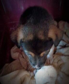 Mixed Breed Dogs Available for Adoption in Klamath Falls, Oregon - Suerte | PetCurious