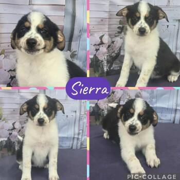 Rescue Border Collie Dogs for Adoption in Tylertown, Mississippi - Sierra | PetCurious