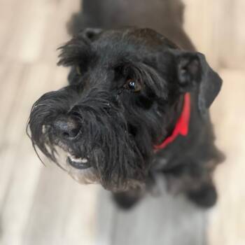 Benelli -  Miniature Schnauzer Dog for Adoption in Phoenix, Arizona - Benelli | PetCurious