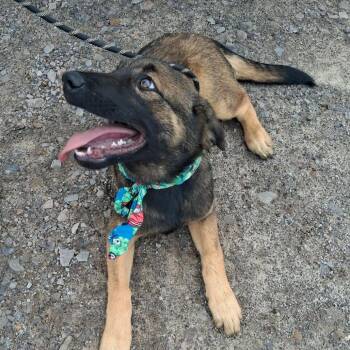 Patroclus -  Belgian Shepherd Malinois and Mixed Breed Dog for Adoption in Denver, Colorado - Patroclus | PetCurious