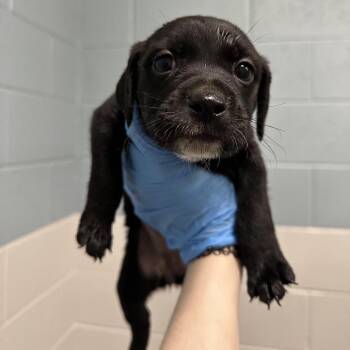 Zhu Li -  Mixed Breed Dog for Adoption in Greensboro, North Carolina - Zhu Li | PetCurious