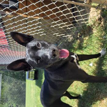 Pongo -  Black Labrador Retriever Dog for Adoption in Watauga, Texas - Pongo | PetCurious