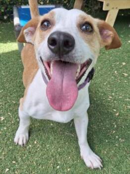 *VAN HALEN -  Chihuahua Dog for Adoption in Woodland, California - *VAN HALEN | PetCurious