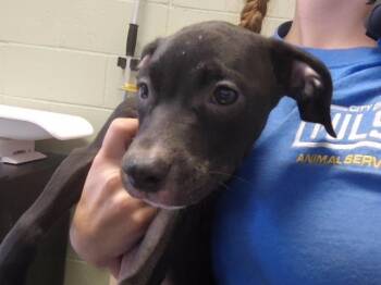 EGGO -  Pit Bull Terrier and Mixed Breed Dog for Adoption in Tulsa, Oklahoma - EGGO | PetCurious
