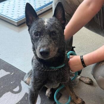 Rascal -  Australian Cattle Dog Blue Heeler Dog for Adoption in Sand Springs, Oklahoma - Rascal | PetCurious