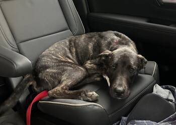 Rescue Labrador Retriever Dogs for Adoption in Temple, Texas - Cole | PetCurious