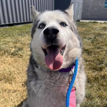 Lobo -  Siberian Husky Dog for Adoption in Matteson, Illinois - Lobo | PetCurious