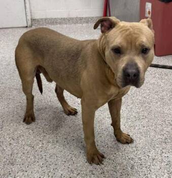 Rome -  Pit Bull Terrier and Mixed Breed Dog for Adoption in Kansas City, Missouri - Rome | PetCurious
