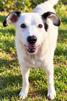 Wooda -  Labrador Retriever Dog for Adoption in Chattanooga, Tennessee - Wooda | PetCurious