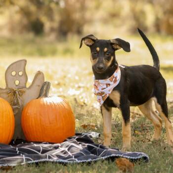 Sersi -  German Shepherd Dog and Mixed Breed Dog for Adoption in Madisonville, Kentucky - Sersi | PetCurious