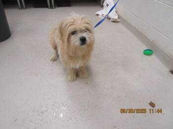 (311) -  Terrier Dog for Adoption in Marietta, Georgia - (311) | PetCurious