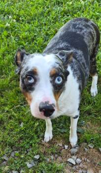 Gitano -  Australian Cattle Dog Blue Heeler Dog for Adoption in Indiana, Pennsylvania - Gitano | PetCurious