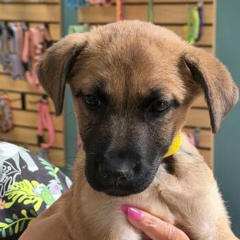 Stevie -  Retriever Dog for Adoption in Columbus, Georgia - Stevie | PetCurious