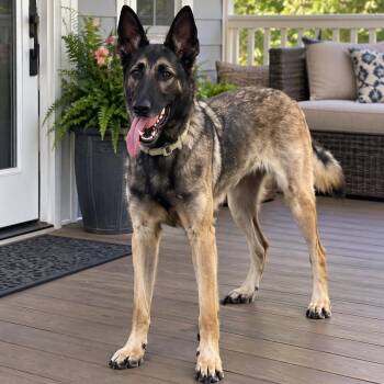 Xena -  German Shepherd Dog Dog for Adoption in Baytown, Texas - Xena | PetCurious