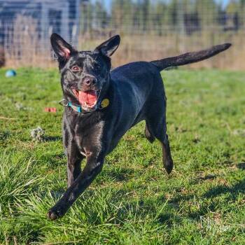 Labrador Retriever Dogs Available for Adoption in Spokane, Washington - Cheeseburger | PetCurious