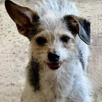 Jackson Browne -  Poodle and Terrier Dog for Adoption in Houston, Texas - Jackson Browne | PetCurious