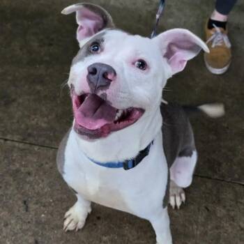 Ice -  Pit Bull Terrier Dog for Adoption in Waterloo, Iowa - Ice | PetCurious