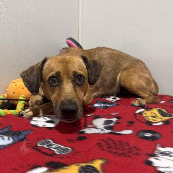 Jewelionna -  Miniature Dachshund and Mixed Breed Dog for Adoption in Tampa, Florida - Jewelionna | PetCurious