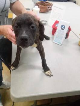 Marisol -  Pit Bull Terrier and Hound Dog for Adoption in Austin, Minnesota - Marisol | PetCurious
