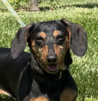 Miniature Dachshund Dogs Available for Adoption in Lebanon, Ohio - Amelia - OHIO ONLY | PetCurious