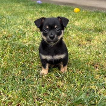 Chihuahua and Mixed Breed Dogs Available for Adoption in Richmond, California - TRUE | PetCurious