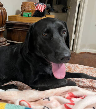 Rescue Labrador Retriever Dogs for Adoption in Broomfield, Colorado - Tezikov / Kay | PetCurious