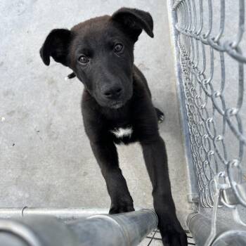 Black Labrador Retriever and Mixed Breed Dogs Available for Adoption in Detroit Lakes, Minnesota - Whatchamacallit | PetCurious