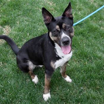 German Shepherd Dog and Mixed Breed Dogs Available for Adoption in St. Louis, Missouri - MACINTOSH | PetCurious