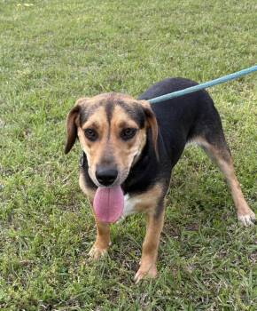 Hound Dogs Available for Adoption in Boston, Massachusetts - Laken | PetCurious