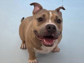 Girly Pop -  Pit Bull Terrier and Mixed Breed Dog for Adoption in Woodbury, Minnesota - Girly Pop | PetCurious