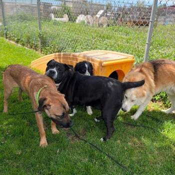 Lady Lola -  Pit Bull Terrier and English Bulldog Dog for Adoption in Turlock, California - Lady Lola | PetCurious
