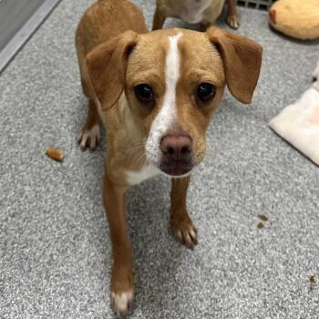 Mixed Breed Dogs Available for Adoption in Oak Brook, Illinois - Farkle | PetCurious