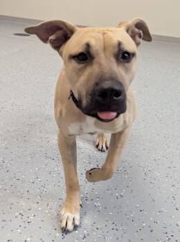 Misty -  Pit Bull Terrier and Mixed Breed Dog for Adoption in Yankton, South Dakota - Misty | PetCurious