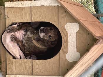 Camo -  Wirehaired Terrier Dog for Adoption in Salem, Ohio - Camo | PetCurious