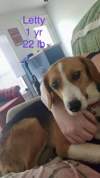 Beagle Dogs Available for Adoption in South Kingstown, Rhode Island - Letty Bea | PetCurious