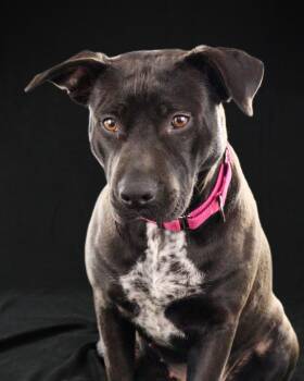 American Staffordshire Terrier Dogs Available for Adoption - Nadine | PetCurious